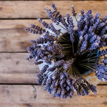 The Nest In Downtown 公寓 *